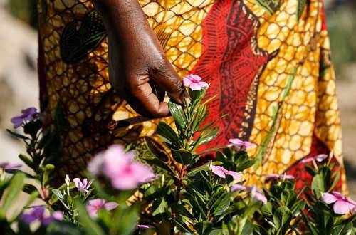 AFRICA IS A TREASURE TROVE OF MEDICINAL PLANTS: HERE ARE SEVEN THAT ARE POPULAR: 2